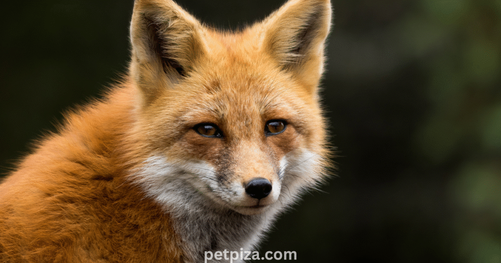 1. Reasons You Should Get a Pet Fox