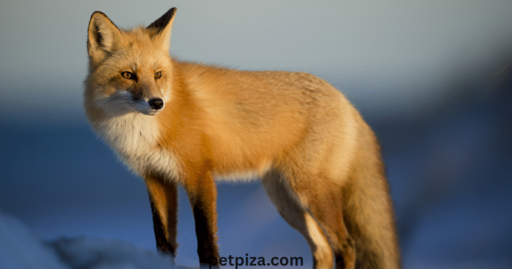 7. The Pros and Cons of Foxes as Pets