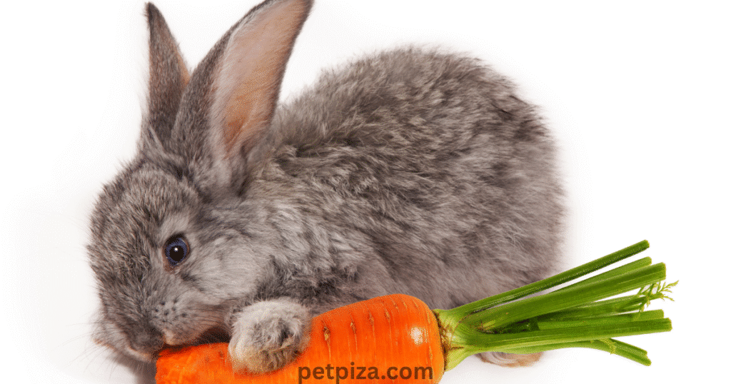 A Gentle Step into Storybook Magic
Peter Rabbit baby booties