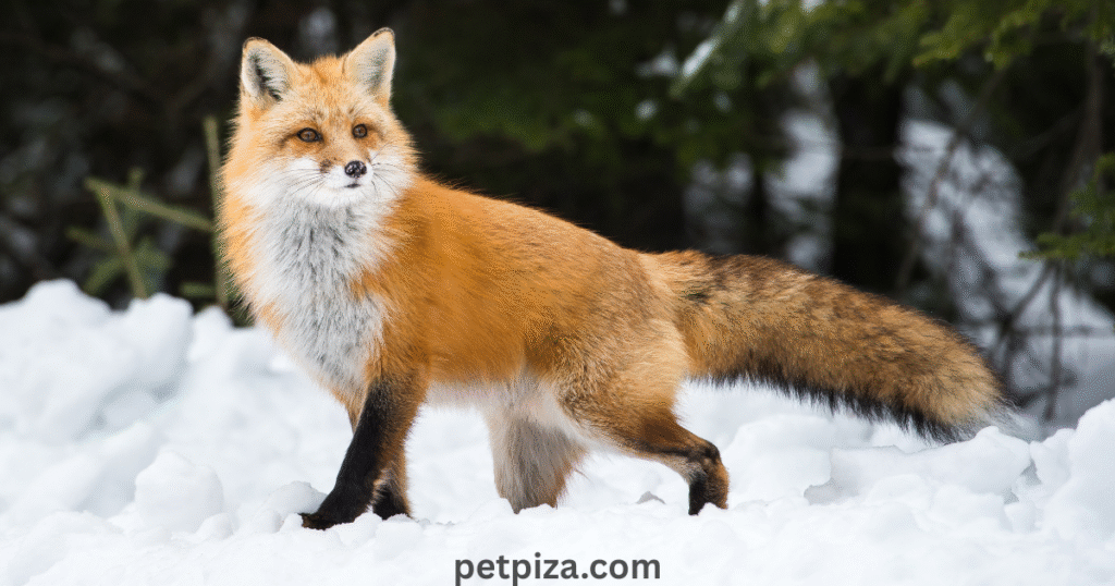 Pet Foxes A Complete Guide for Every Potential Owner