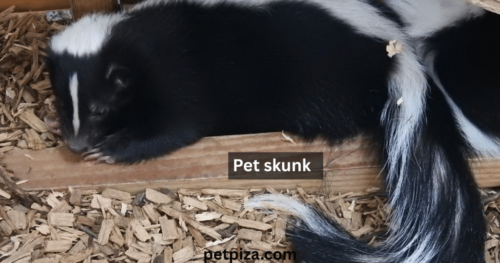 Finding a Pet Skunk for Sale: The Complete Guide