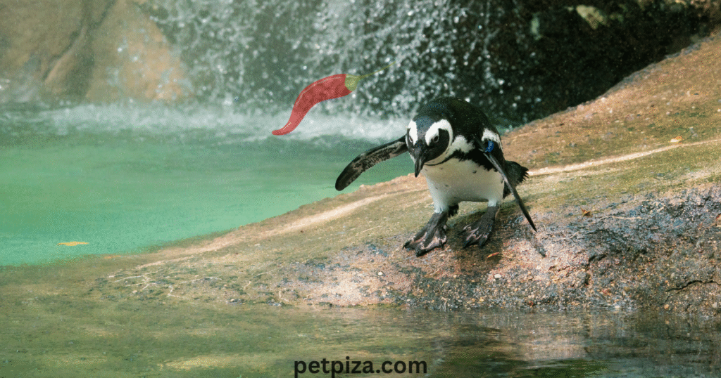 USDA-Licensed Reputable Breeders