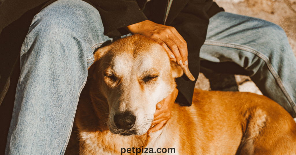 What is a Pet Trust Fund