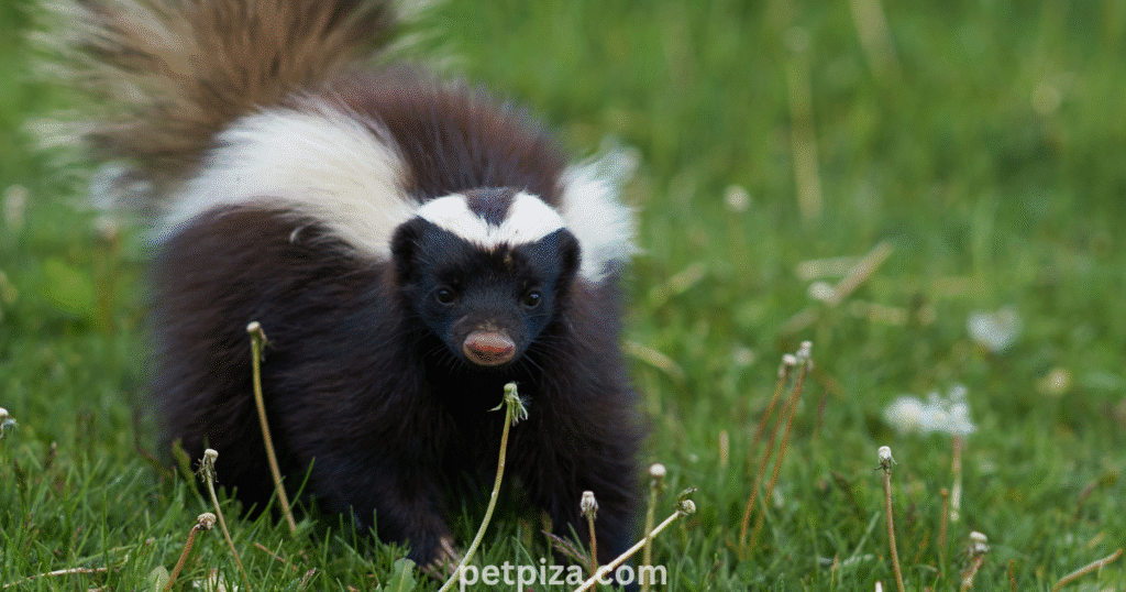 Why Own a Pet Skunk
