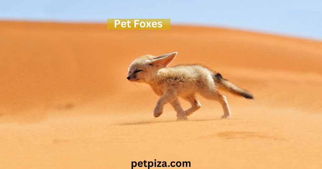 Pet Fox for Sale: What to Know Before You Buy
