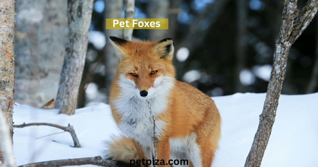 pet foxes