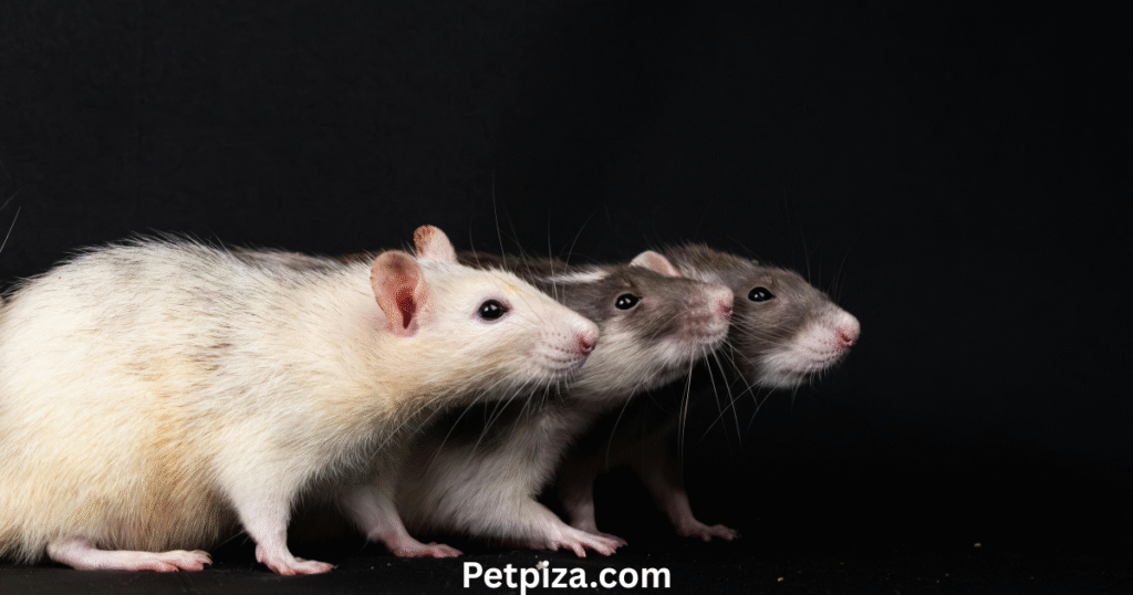 Caring for Your Pet RatĀ Ā