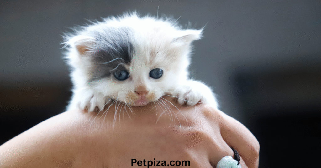 Common Paw Problems in Pets.