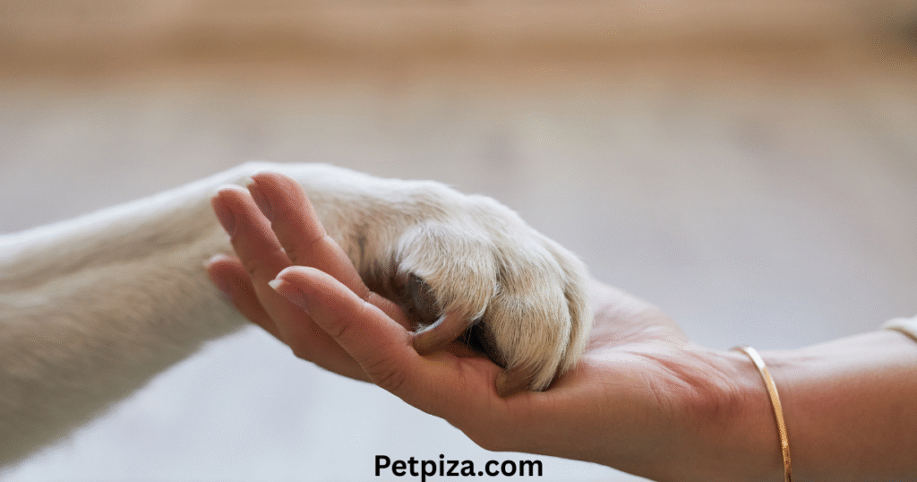 Conclusion Prioritize Your Pet’s Paws