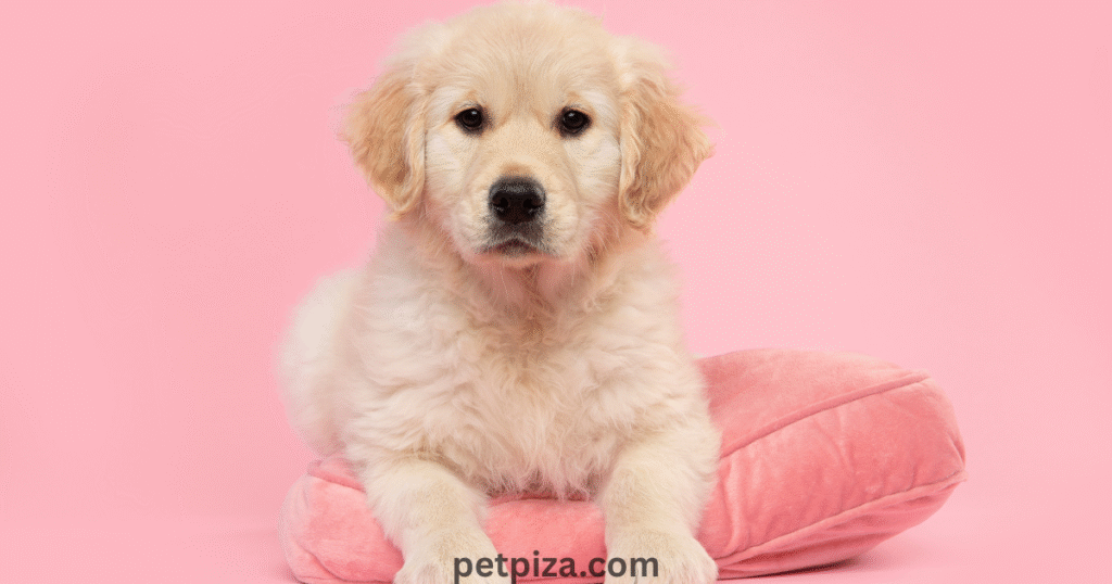 Deep Dive The Lasting Influence of Japanese Design in the Western Home