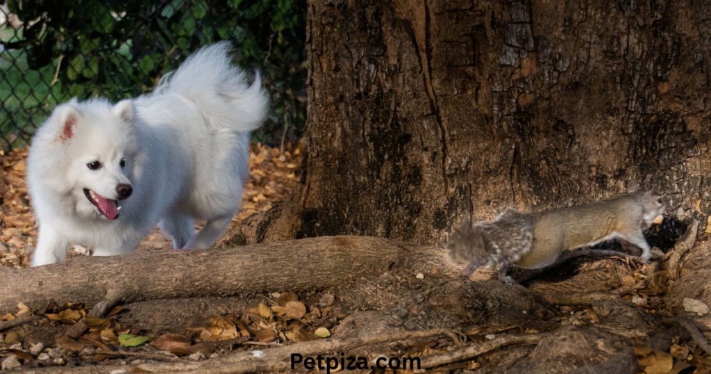 Diet More Than Just Acorns