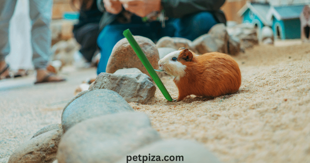 Engraved Natural Stones