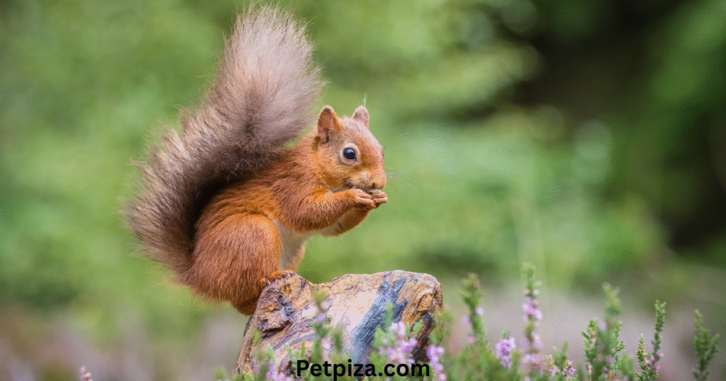 Is Keeping a Pet Squirrel Legal