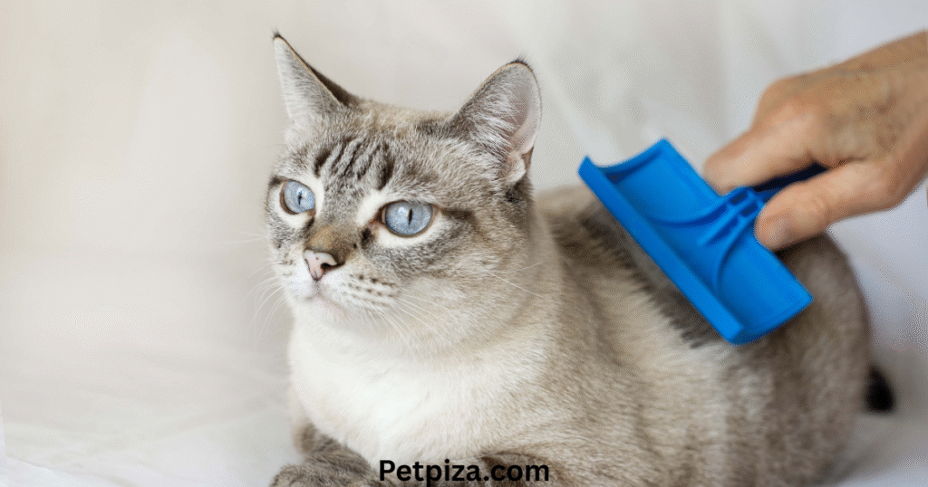 Most Types of Personalized Pet Ornaments  