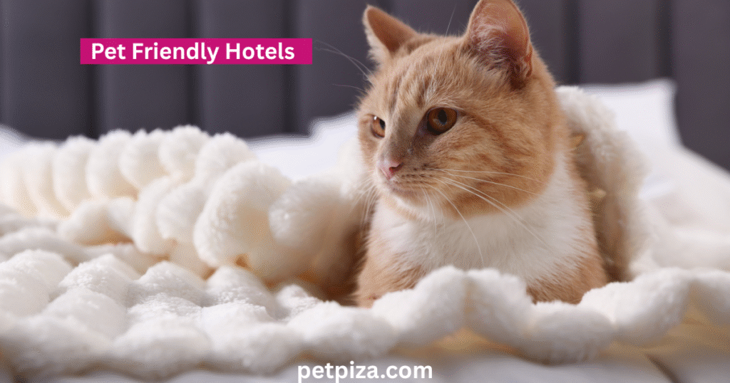 Your Guide to Pet Friendly Hotels in Ogunquit, Maine