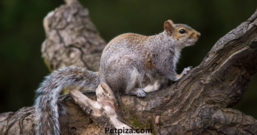 The advantages and disadvantages of pet squirrels