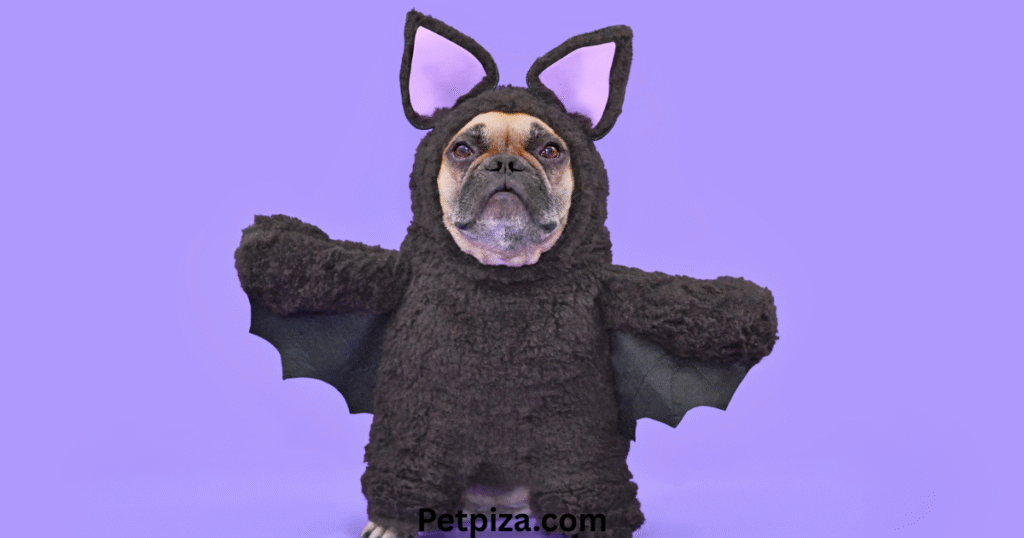 What is a Custom Pet Hoodie