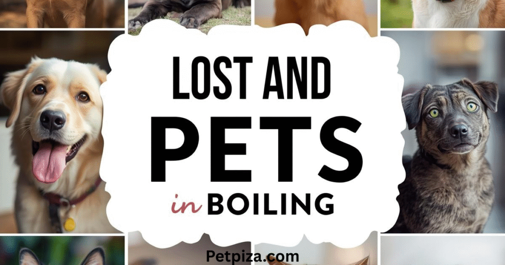 Boiling’s Lost and Found Pets: Full Tips and Advice