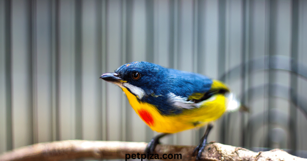 Alternatives and Complementary Platforms