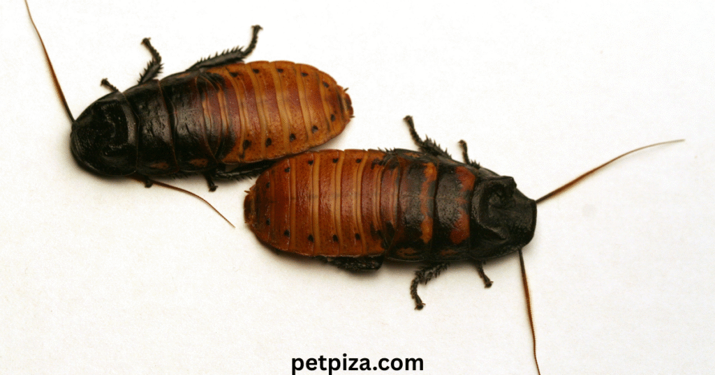 Cost of keeping roaches as pets