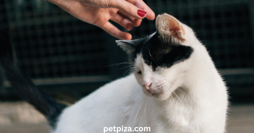 Essential Features of Ocean City NJ Rentals that Allow Pets