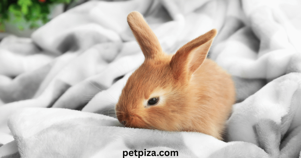 Important Preparations for the Trip