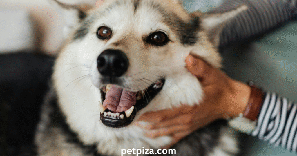 Important Things To Keep In Mind While Choosing A First Time Pet