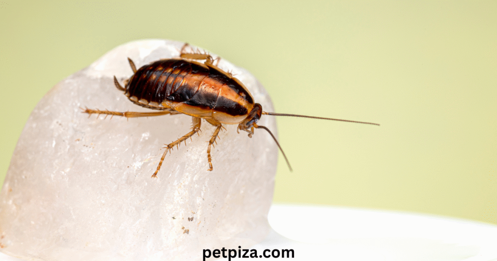 Legal, Ethical, and Sourcing Considerations