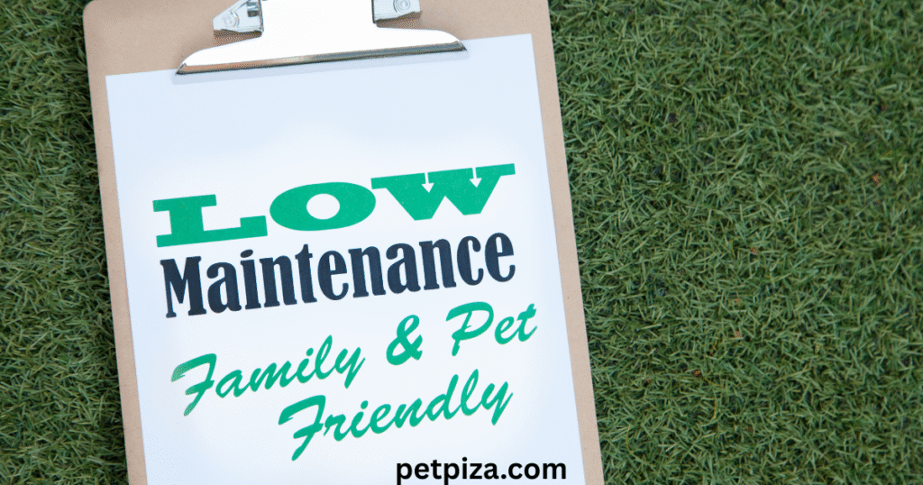 Low Maintenance Pets Your Guide to Easy Animal Companionship