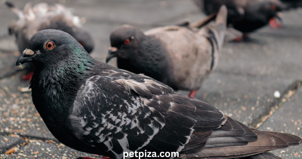 Pet Pigeons The Ultimate Guide For Beginners