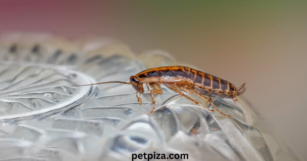 Pet Roaches A Beginner’s Guide to Unique Pets