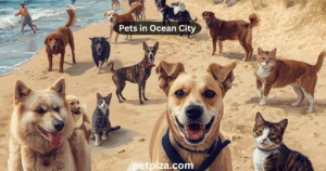 Pets in Ocean City