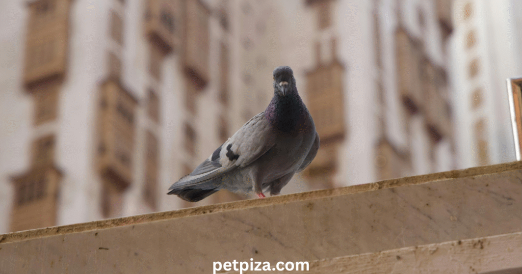 Pros and Cons of Owning Pet Pigeons
