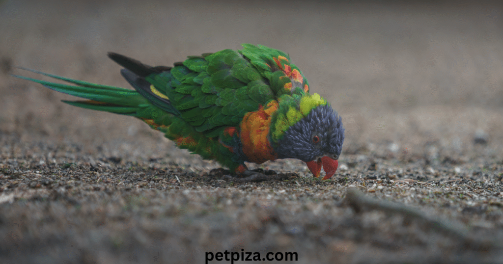 Yawarding for Petango Adoption Success