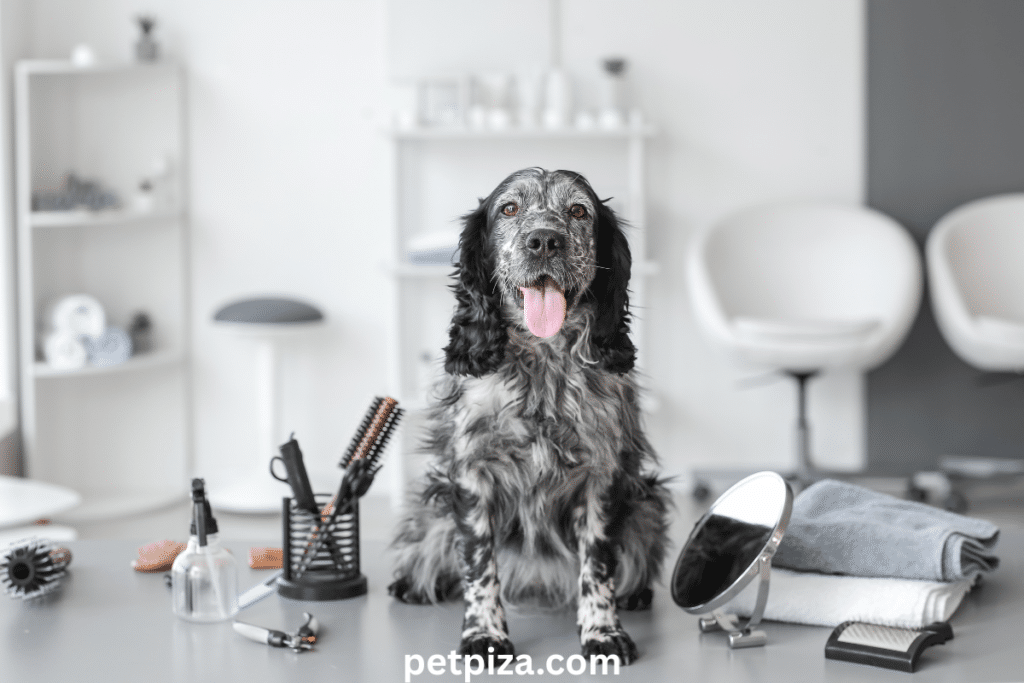 10 pet grooming tools bundle for beginners comes in handy