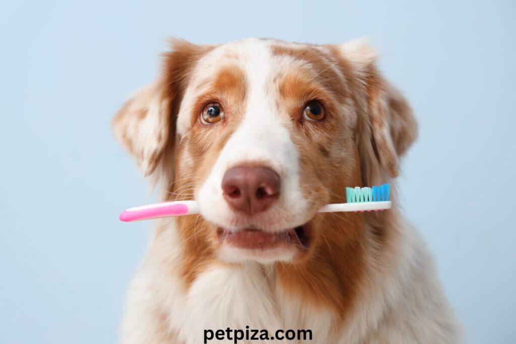 10 Best Pet Dental Finger Wipes for Cleaner Teeth & Fresher Breath (2026) ⭐