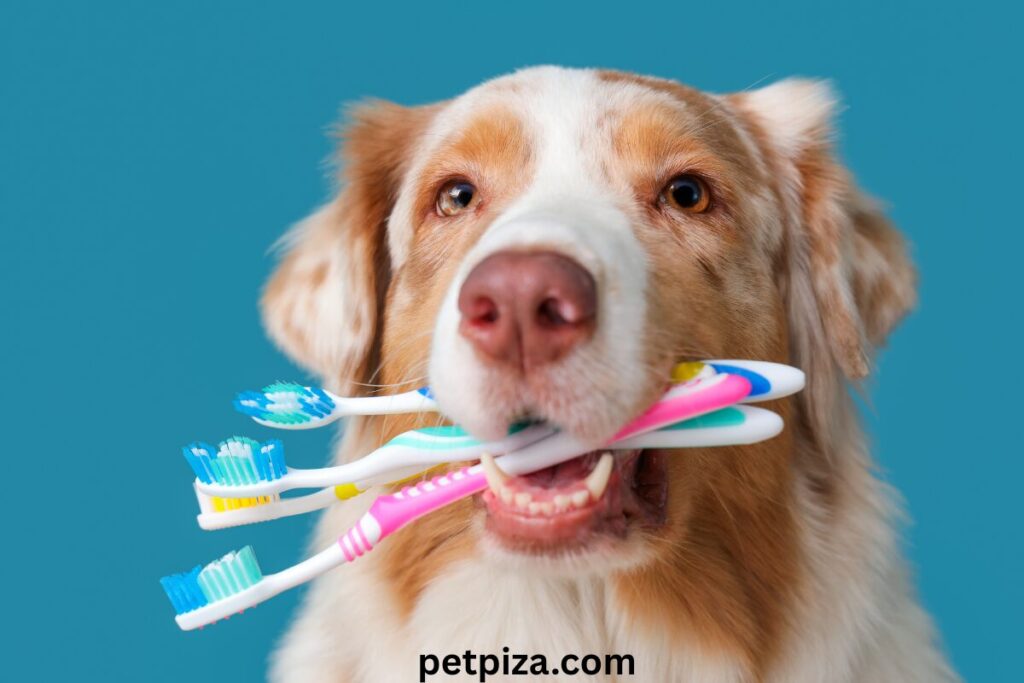 How to Use Dentapaw Pet Dental Finger Wipes 