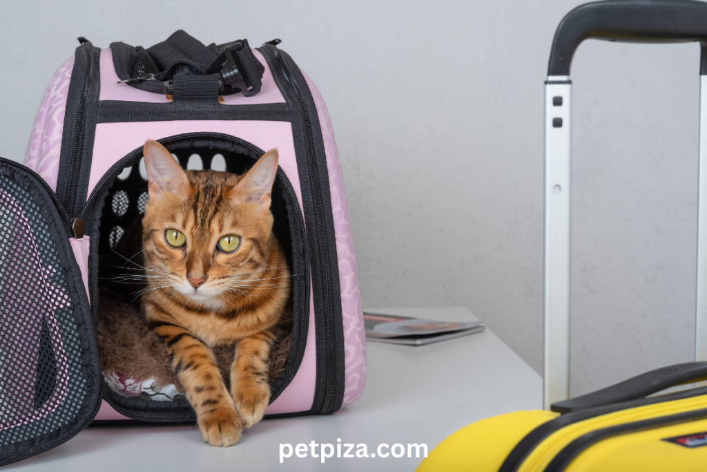 Types of Cat Urns and Their Materials
