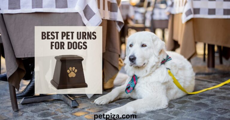 best Pet Urns for Dogs