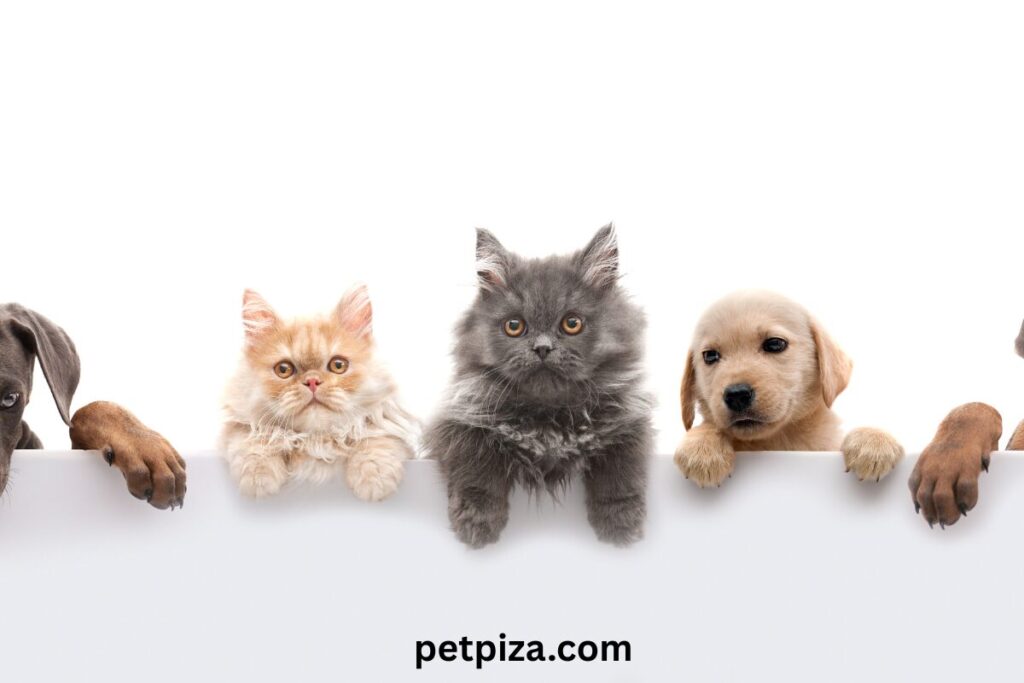 Buyer’s Guide What to Look for When Choosing a Dog Urn