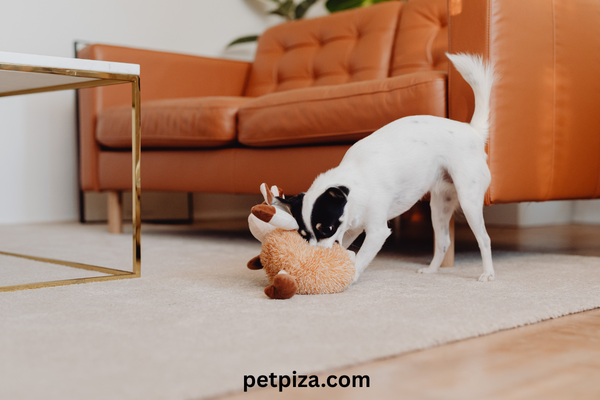 2026 Trends For Organic & Natural Pet Treats