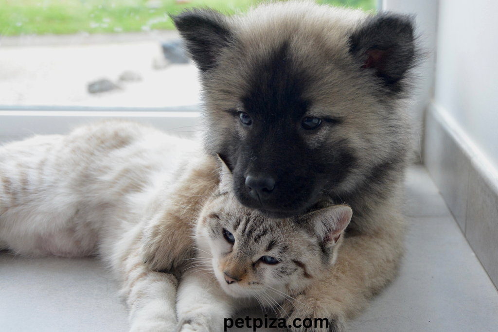 Best Bulk Treat Packs Koda Pet Foods