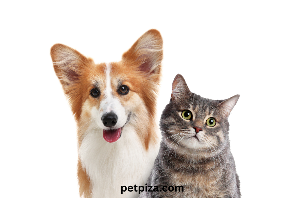 Chewy — Best Overall in Bulk Pet Treat Store