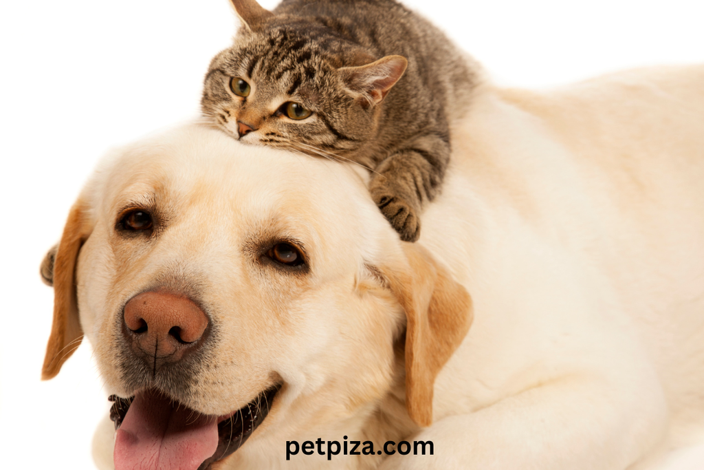 PetSmart — Best Variety of Pet Snacks